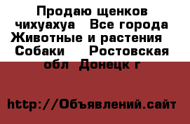 Продаю щенков чихуахуа - Все города Животные и растения » Собаки   . Ростовская обл.,Донецк г.